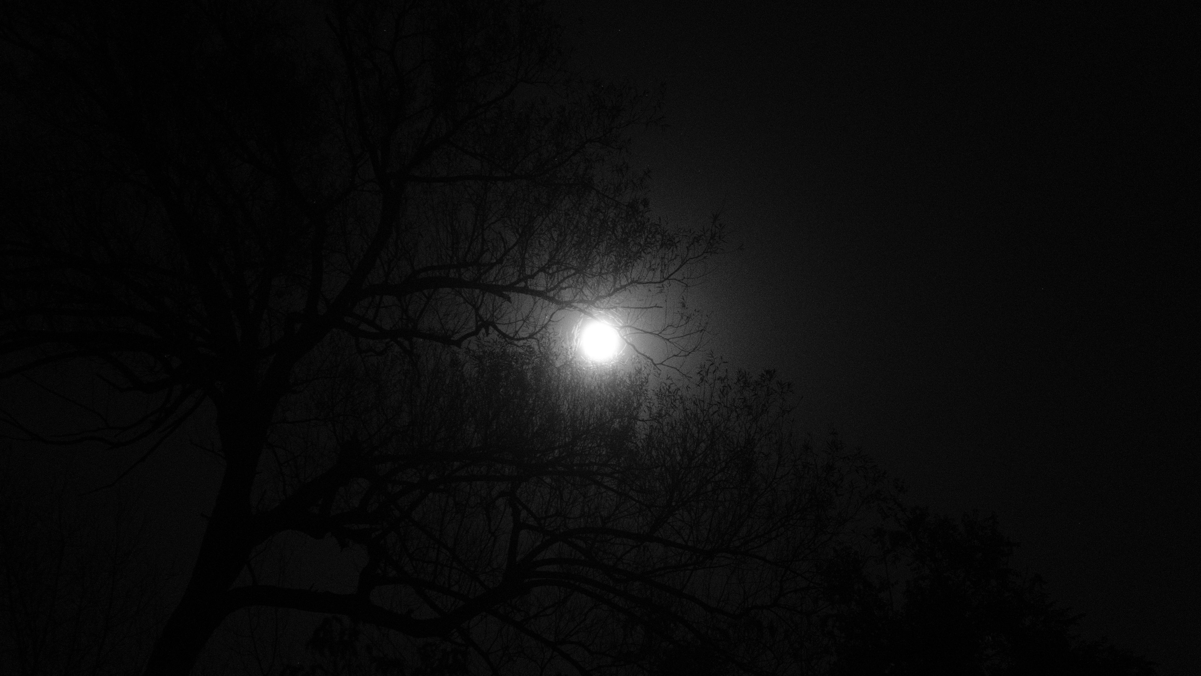 Тёмная ночь картинки. Темные обои дерево и Луна. Темные обои красивые одиночка. Night Darkness. В темную ночь никто не