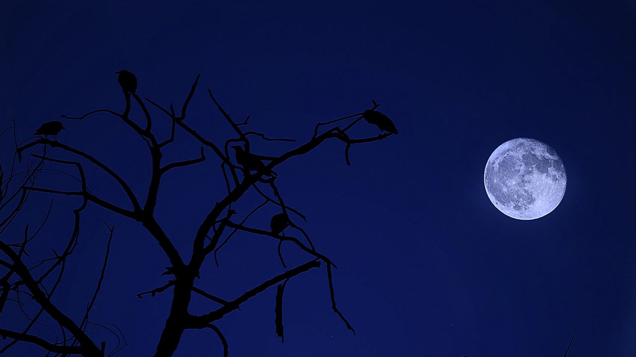 Обои дерево, луна, птицы, ночь, темный