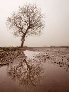 Превью обои дерево, лужа, туман, отражение, мокрый