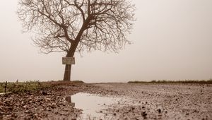 Превью обои дерево, лужа, туман, отражение, мокрый