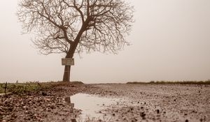 Превью обои дерево, лужа, туман, отражение, мокрый