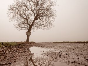 Превью обои дерево, лужа, туман, отражение, мокрый