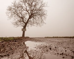 Превью обои дерево, лужа, туман, отражение, мокрый