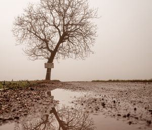 Превью обои дерево, лужа, туман, отражение, мокрый