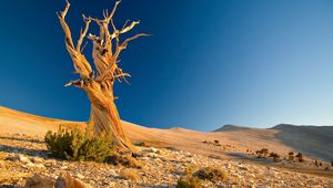 Превью обои дерево, мертвое, пустыня, ветви, сплетения, камни, кустарники, песок