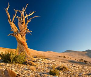 Превью обои дерево, мертвое, пустыня, ветви, сплетения, камни, кустарники, песок