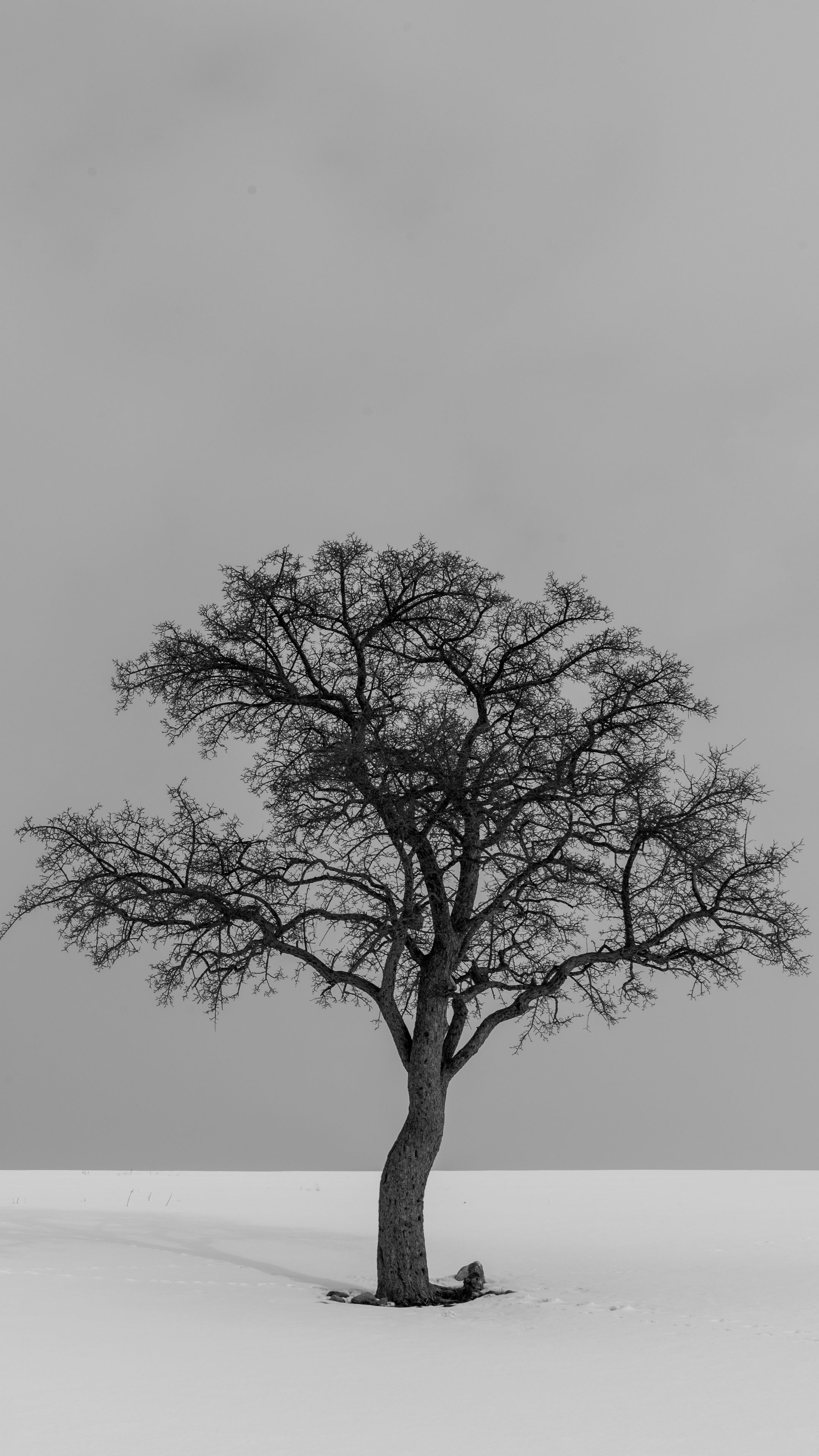 Одиночество дерево