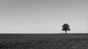 Превью обои дерево, минимализм, чб, горизонт, поле
