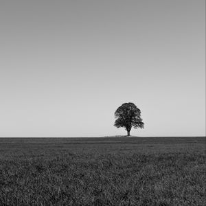 Превью обои дерево, минимализм, чб, горизонт, поле