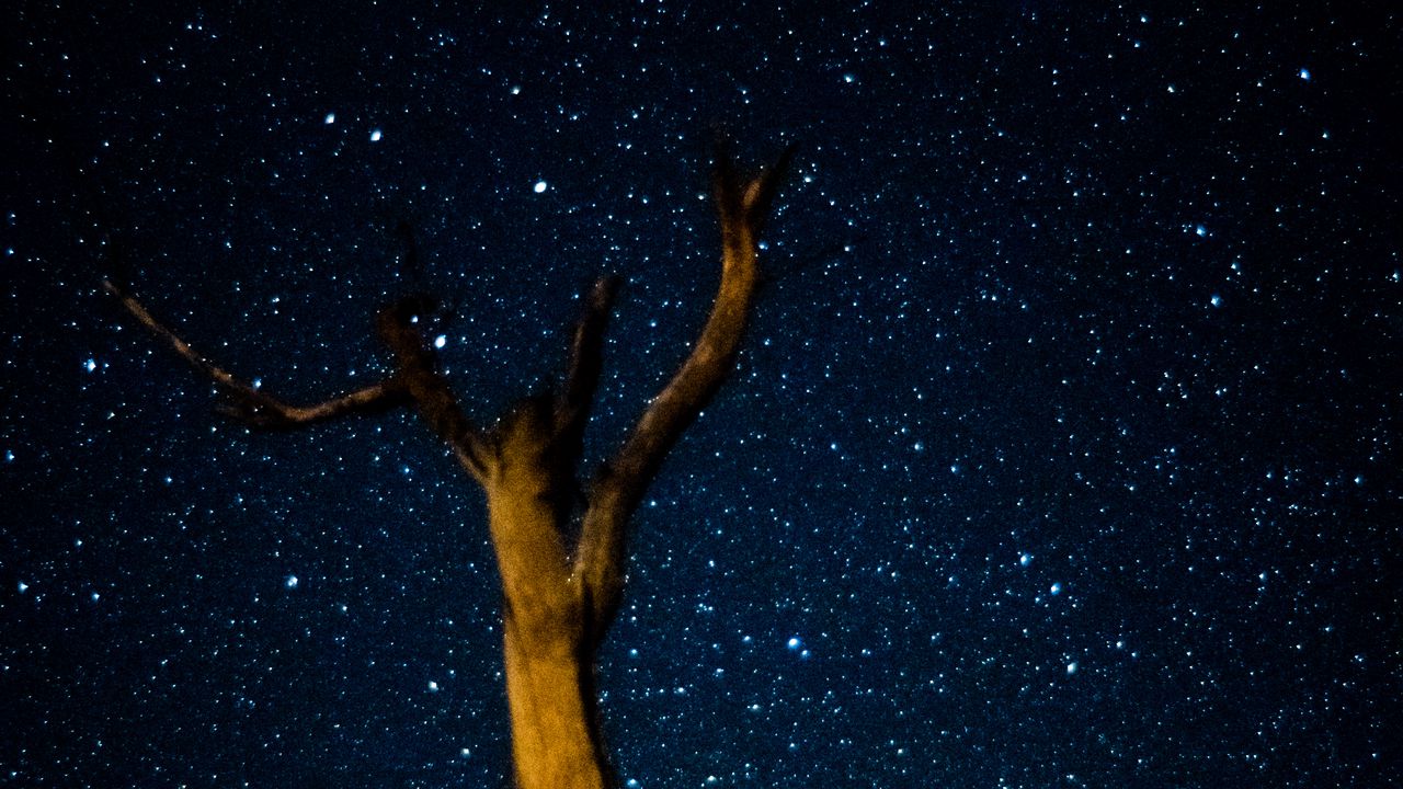 Обои дерево, млечный путь, звездное небо, звезды