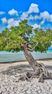 Превью обои дерево, море, пляж, песок, природа