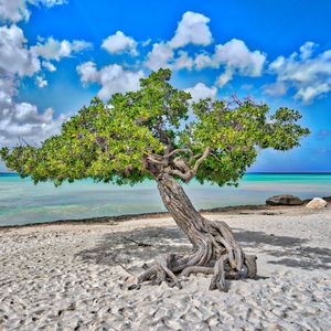 Превью обои дерево, море, пляж, песок, природа