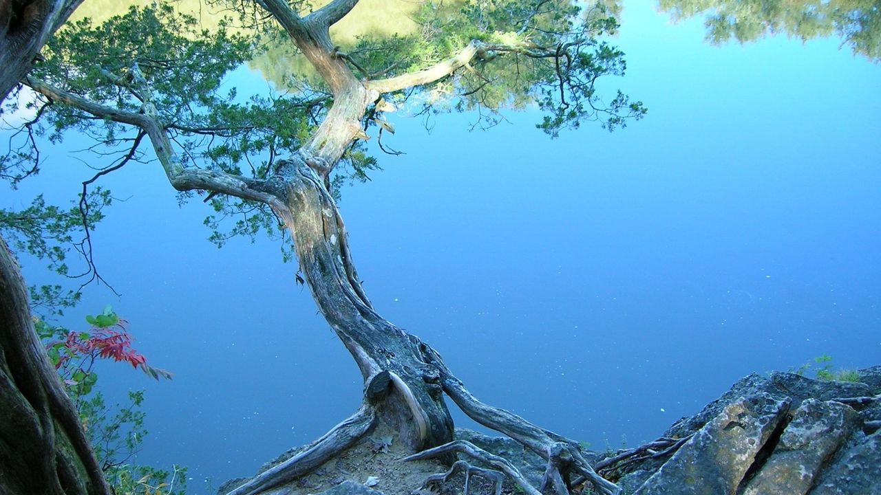 Обои дерево, наклон, камни, берег, озеро, вода