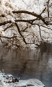 Превью обои дерево, наклон, водоем, цвета