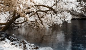 Превью обои дерево, наклон, водоем, цвета