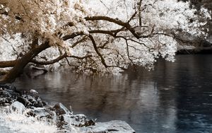 Превью обои дерево, наклон, водоем, цвета