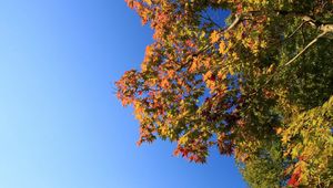 Превью обои дерево, небо, листья, осень