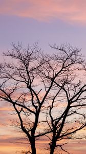 Превью обои дерево, небо, облака, сумерки