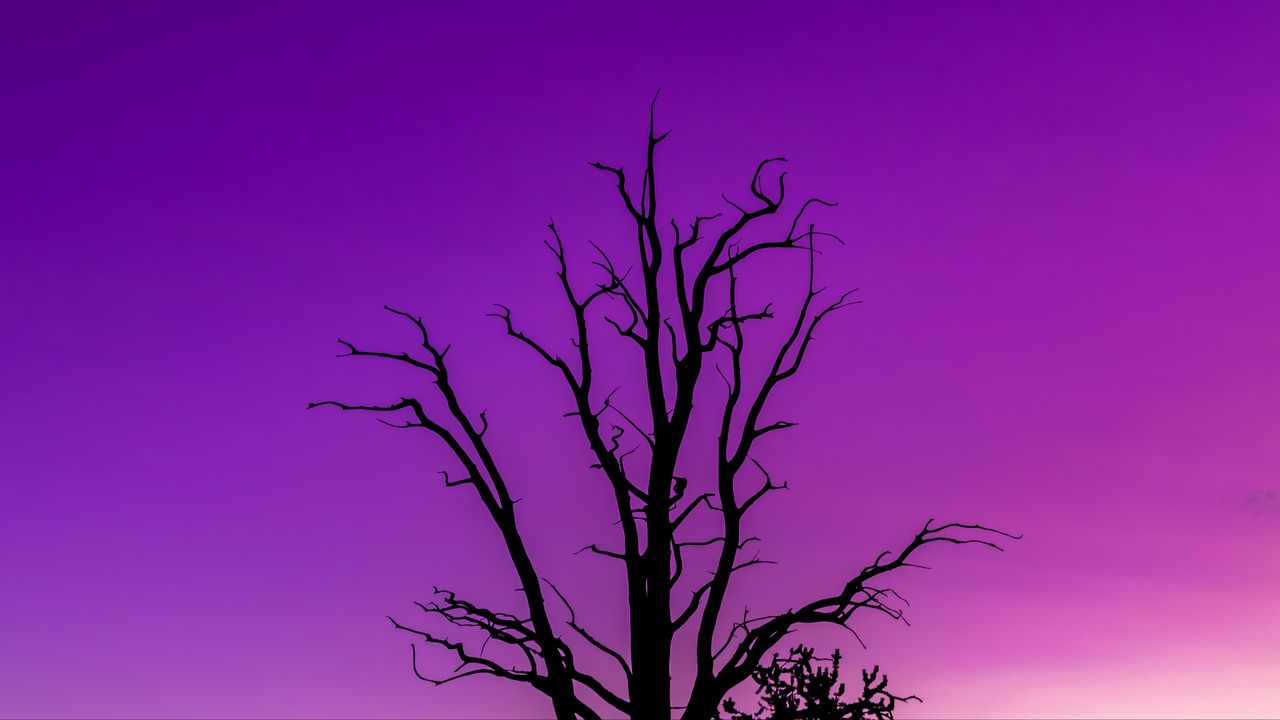 Обои дерево, небо, сумерки, минимализм, фиолетовый