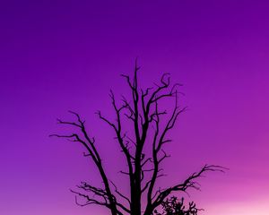 Превью обои дерево, небо, сумерки, минимализм, фиолетовый