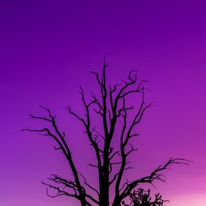Превью обои дерево, небо, сумерки, минимализм, фиолетовый