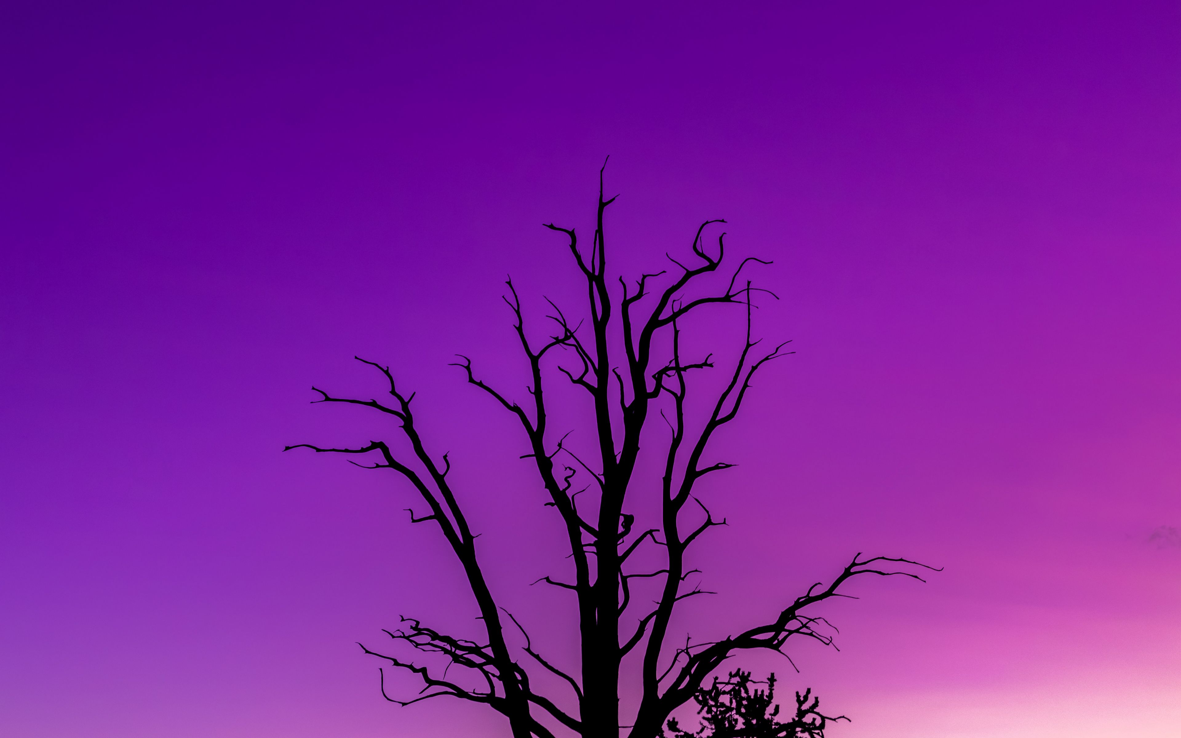 3840x2400 дерево, небо, сумерки, минимализм, фиолетовый обои 4k ultra hd 16...