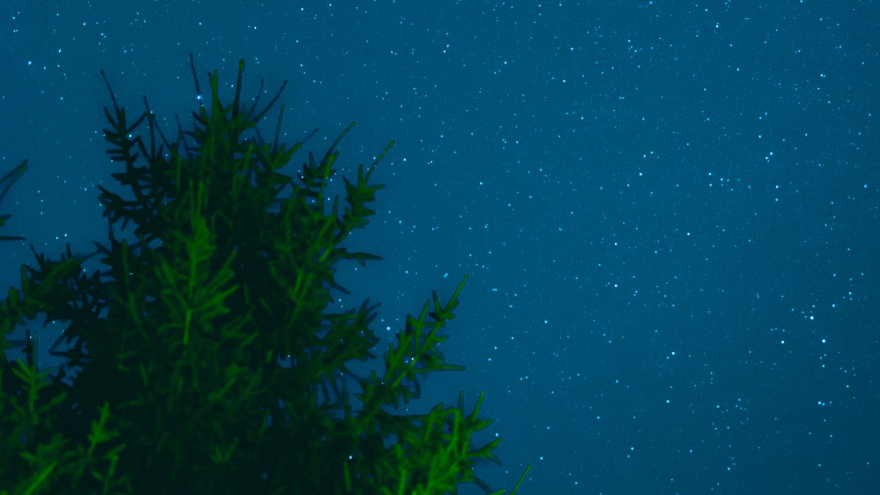 Обои дерево, небо, звезды, ночь