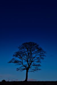 Превью обои дерево, ночь, горизонт, небо, темный