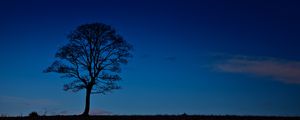Превью обои дерево, ночь, горизонт, небо, темный