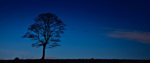 Превью обои дерево, ночь, горизонт, небо, темный