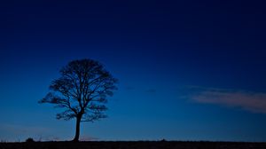 Превью обои дерево, ночь, горизонт, небо, темный