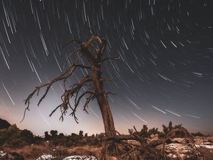 Превью обои дерево, ночь, коряга, длинная выдержка, звезды