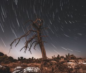 Превью обои дерево, ночь, коряга, длинная выдержка, звезды