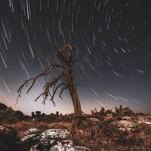 Превью обои дерево, ночь, коряга, длинная выдержка, звезды