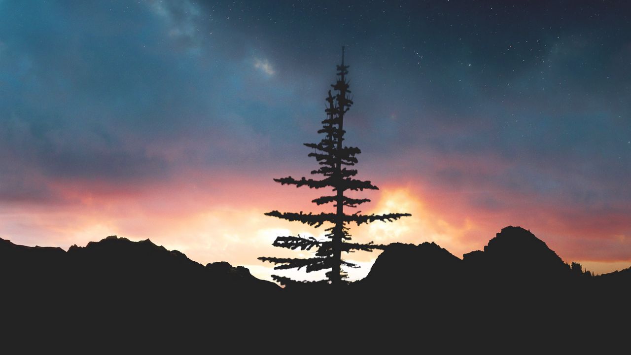 Обои дерево, ночь, небо, звезды