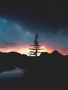 Превью обои дерево, ночь, небо, звезды