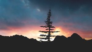 Превью обои дерево, ночь, небо, звезды