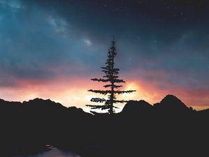 Превью обои дерево, ночь, небо, звезды