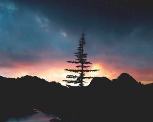 Превью обои дерево, ночь, небо, звезды
