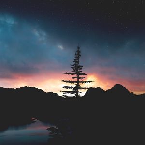 Превью обои дерево, ночь, небо, звезды