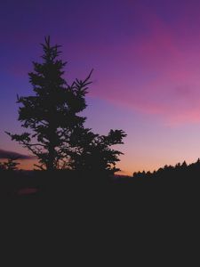 Превью обои дерево, ночь, небо