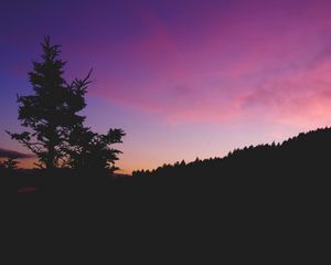Превью обои дерево, ночь, небо