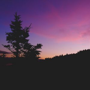 Превью обои дерево, ночь, небо