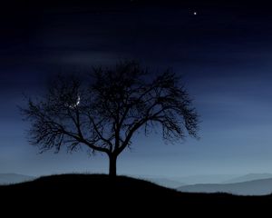 Превью обои дерево, ночь, одинокое, силуэт, звезды, луна, туман