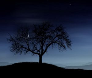 Превью обои дерево, ночь, одинокое, силуэт, звезды, луна, туман
