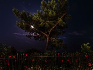 Превью обои дерево, ночь, темный, забор, цветы