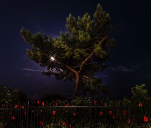 Превью обои дерево, ночь, темный, забор, цветы