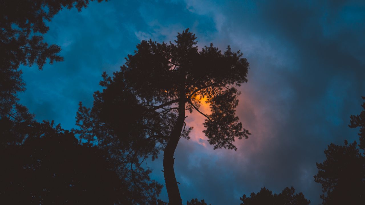 Обои дерево, ночь, закат, небо