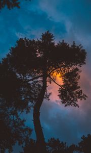 Превью обои дерево, ночь, закат, небо