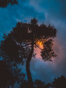 Превью обои дерево, ночь, закат, небо